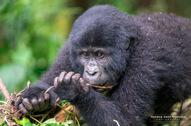 bwindi9