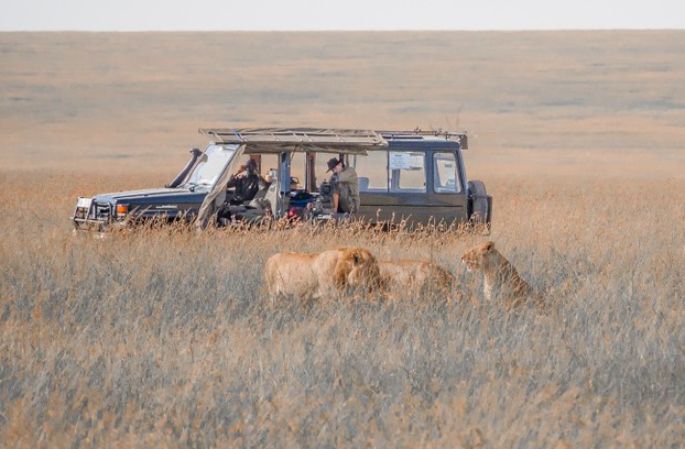 safari2