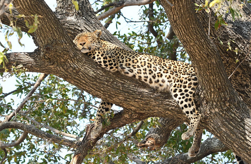 African leopard 2