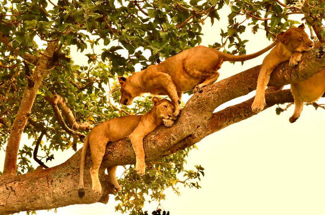 Queen lions3